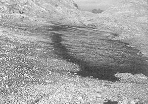 Gams06s.jpg (27962 bytes)